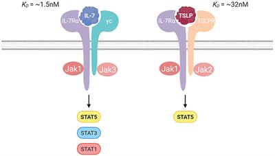 Interleukin-7 Receptor Alpha in Innate Lymphoid Cells: More Than a Marker